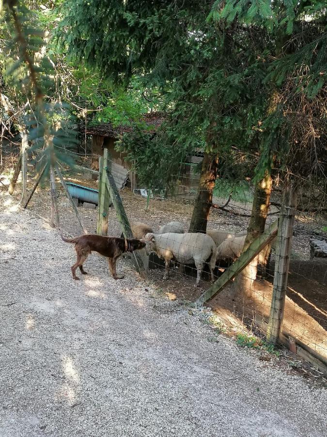 Parraghegy Apartman Villa Zalaszanto Luaran gambar